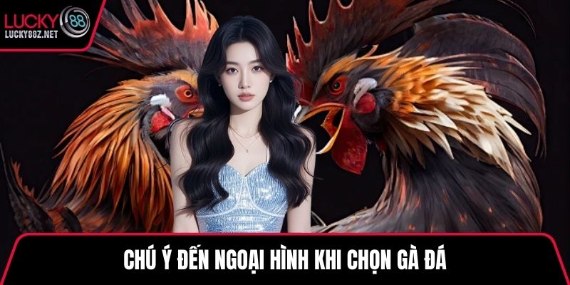 Chú ý đến ngoại hình khi chọn gà đá