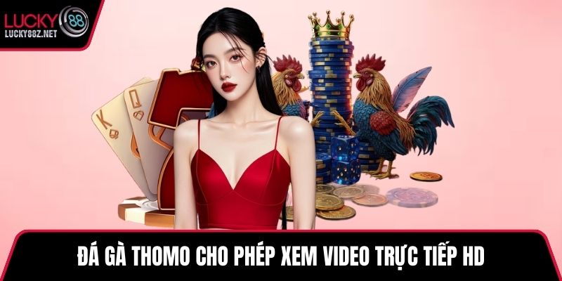 Đá gà Thomo cho phép xem video trực tiếp HD